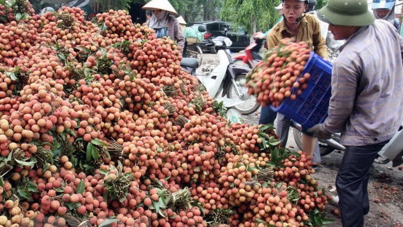 China imports nearly 91% of Vietnam’s lychees