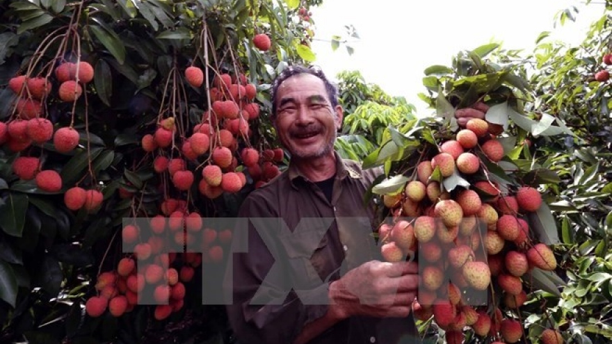 Hanoi centre irradiates first tonnes of lychees for export