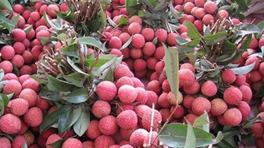 Prices of Luc Ngan lychees hit record high