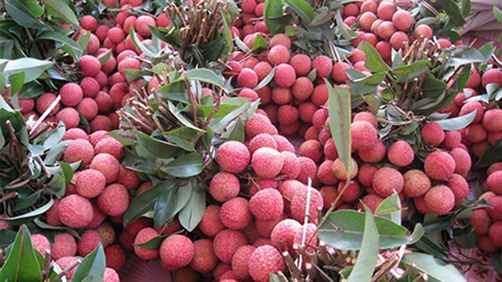 200 tons of lychees exported to Thailand
