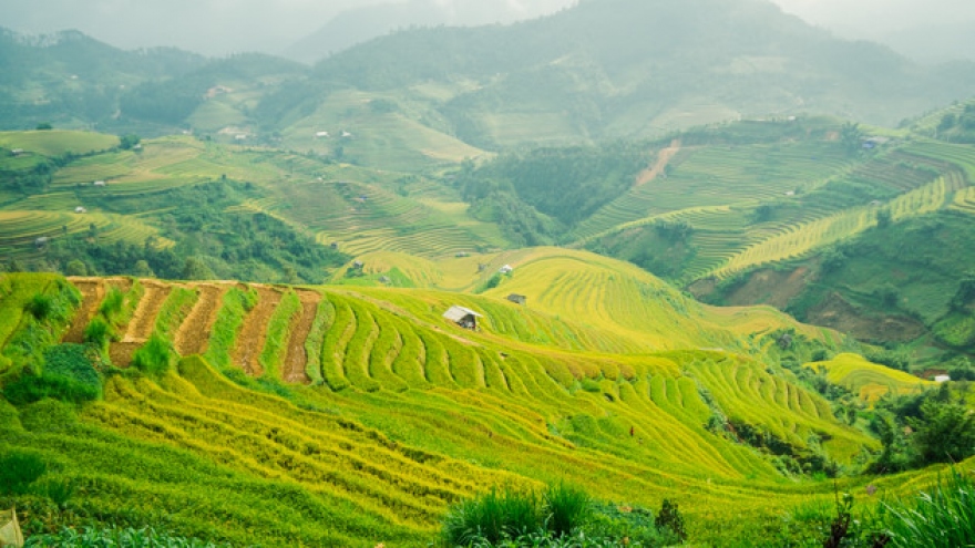 Picturesque Mu Cang Chai in ripe season