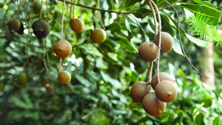 Vietnam back to mulling macadamia nuts as cash crop