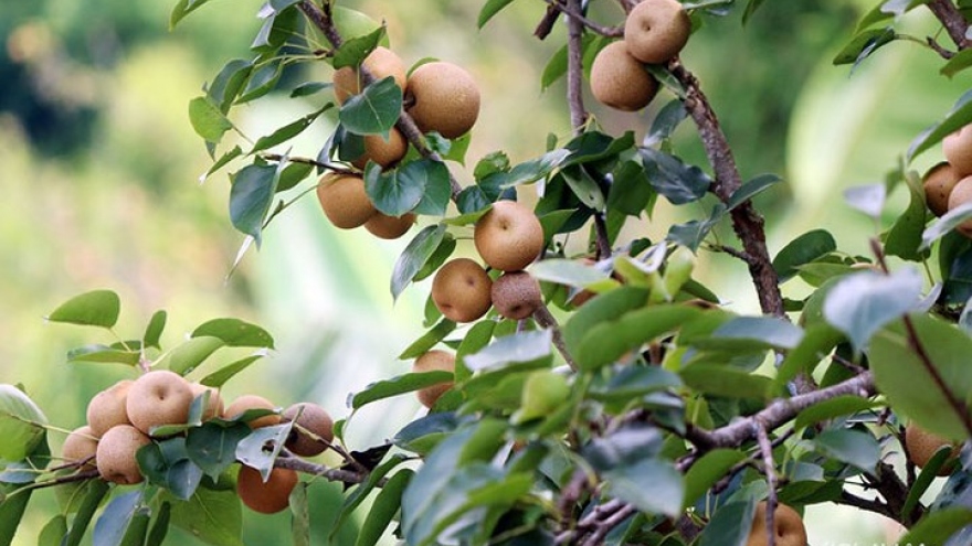 Vietnamese farmers earn from nature’s bounty