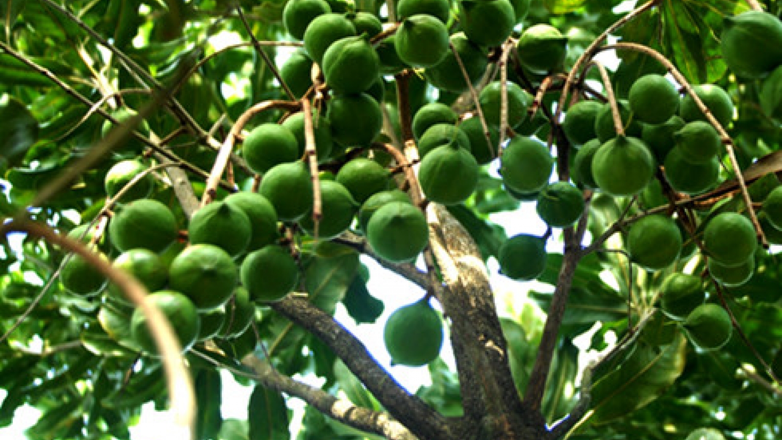 Vietnam to expand Macadamia on nearly 10,000ha by 2020
