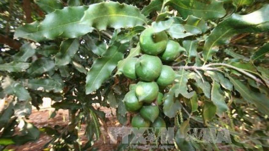Quang Tri seeks to develop macadamia farming