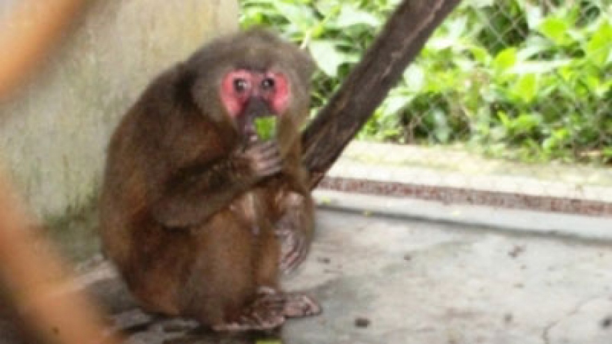 Endangered macaques transferred to national park