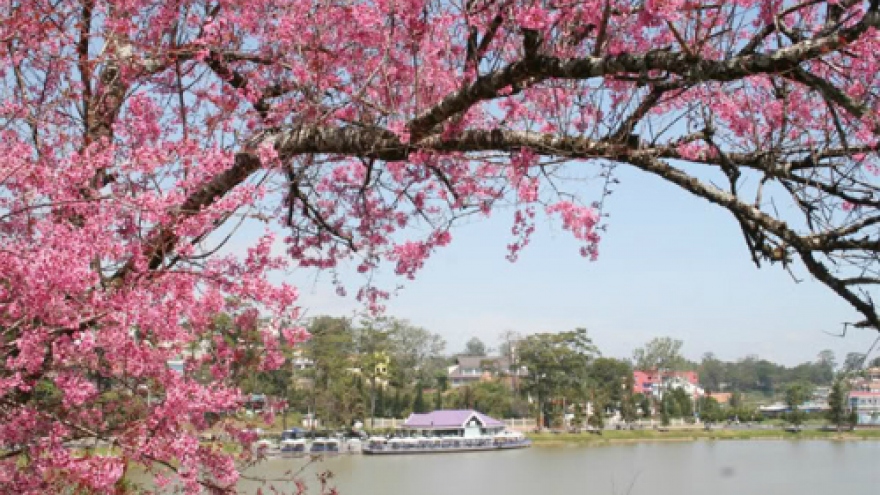 Da Lat to host first Cherry Blossom Festival 