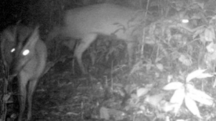 Deer-like ‘muntjac’ back from the dead in Vietnamese reserve