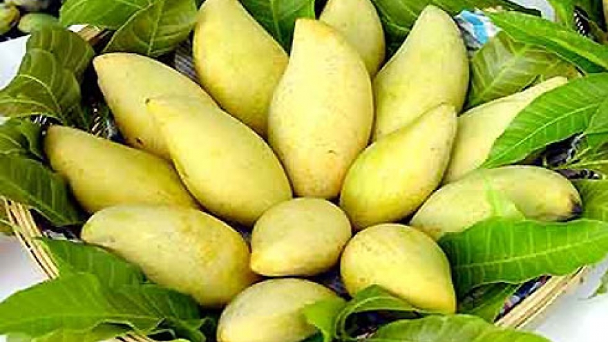 Vietnamese mangoes granted license to enter Japan
