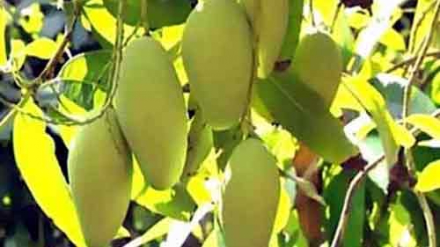 
        Ban on Vietnam mango imports to Australia to be lifted
                              