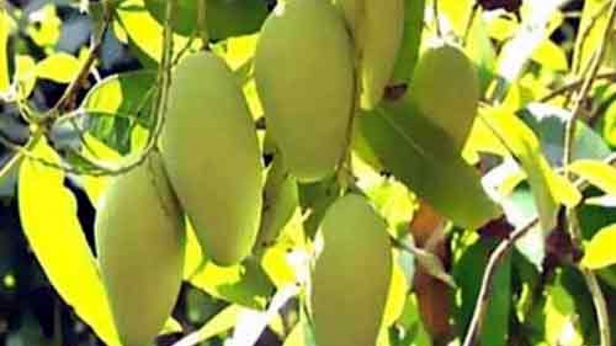 Ban on Vietnam mango imports to Australia to be lifted