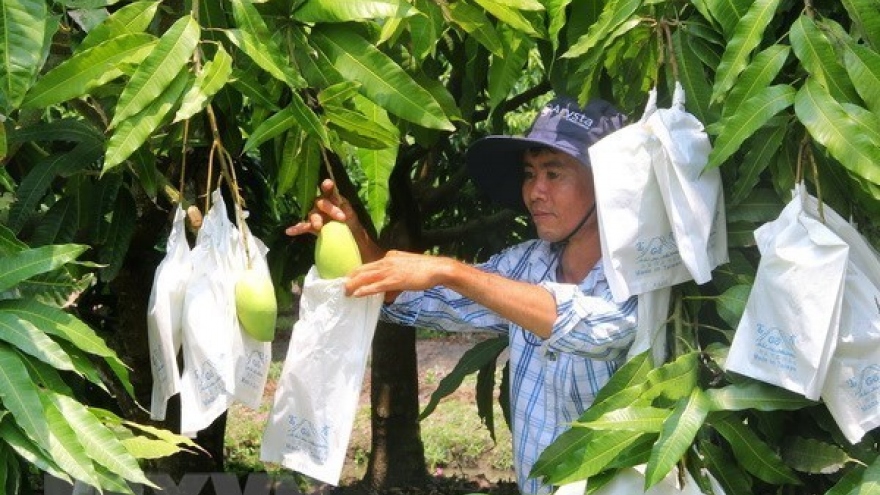 Moc Chau strives to export up to 500 tonnes of mango to China