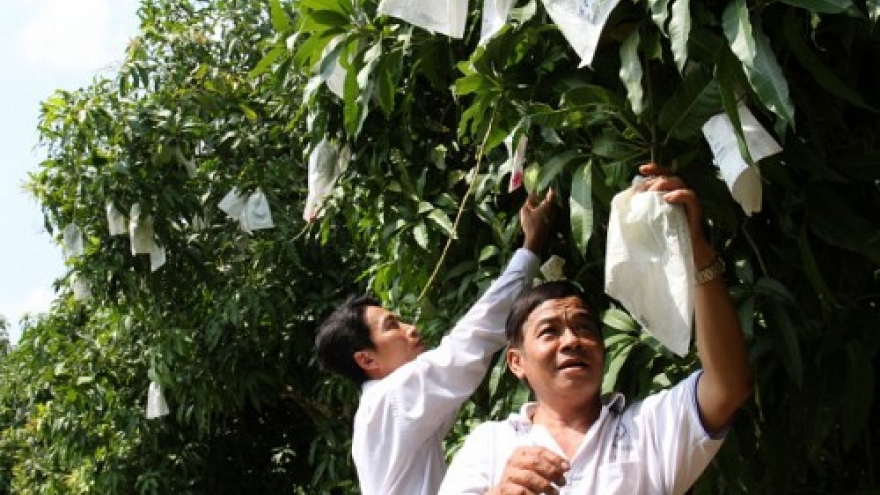 Mango farmers plagued by false rumor of unsafe wrapping bags