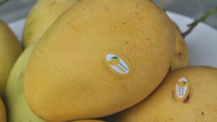 Dong Thap strives to turn mango into key export product