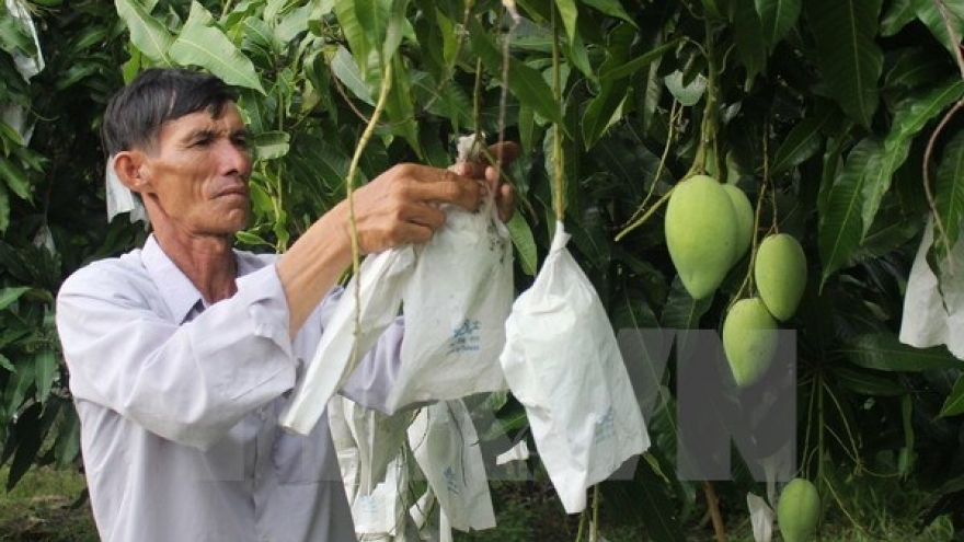The growth of three-colour mangoes in Mekong Delta province