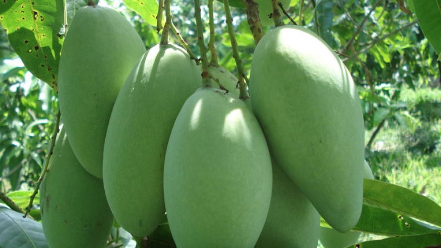 First Cat Chu mangoes hit shelves in Japan