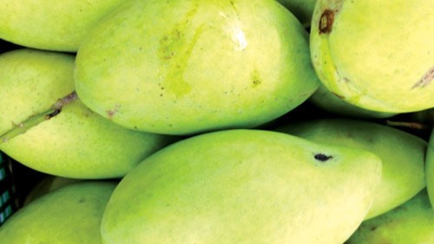 Vietnam to export mangoes to Australia