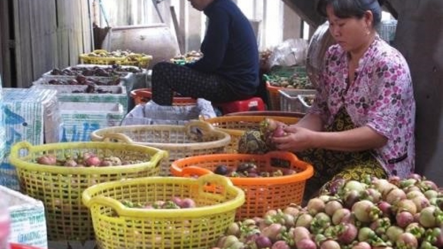 Binh Duong expands production of specialty mangosteens