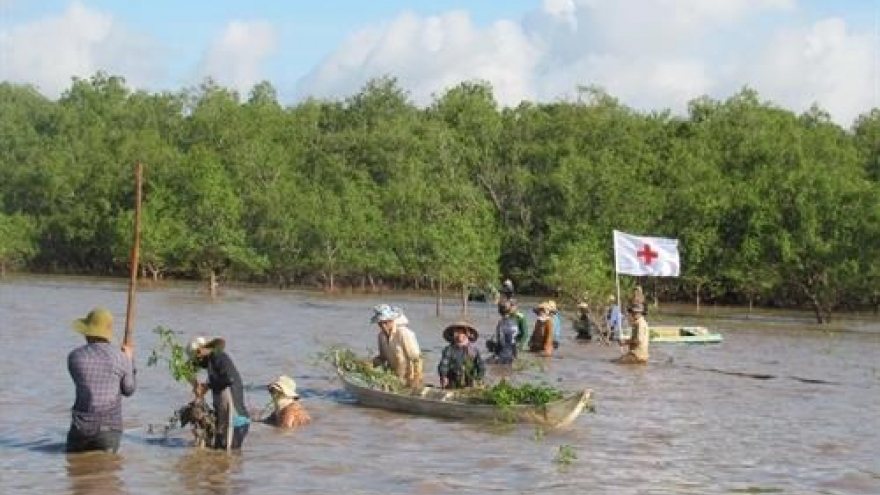 Soc Trang: Mangrove co-management model proven effective