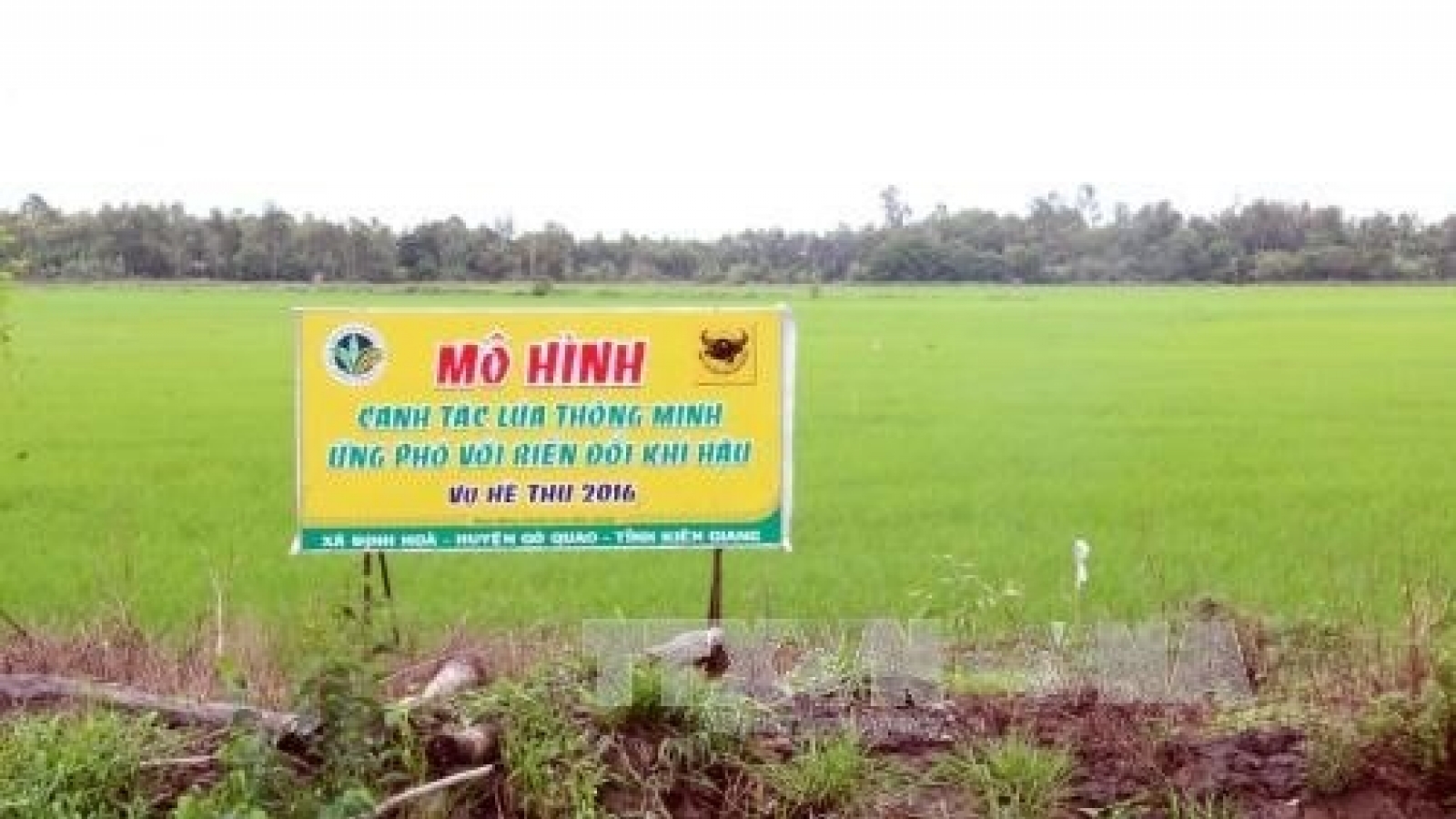 Mekong Delta adopts smart rice cultivation model