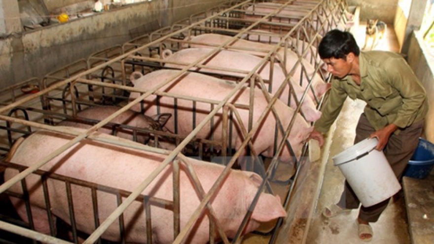 JICA helps Hoa Binh with native pig breeding