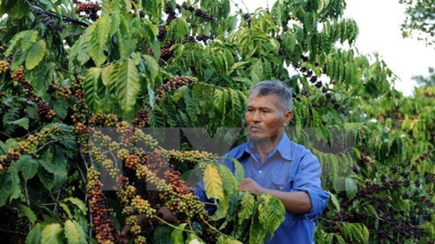 Coffee sector targets US$5-6 billion export by 2030
