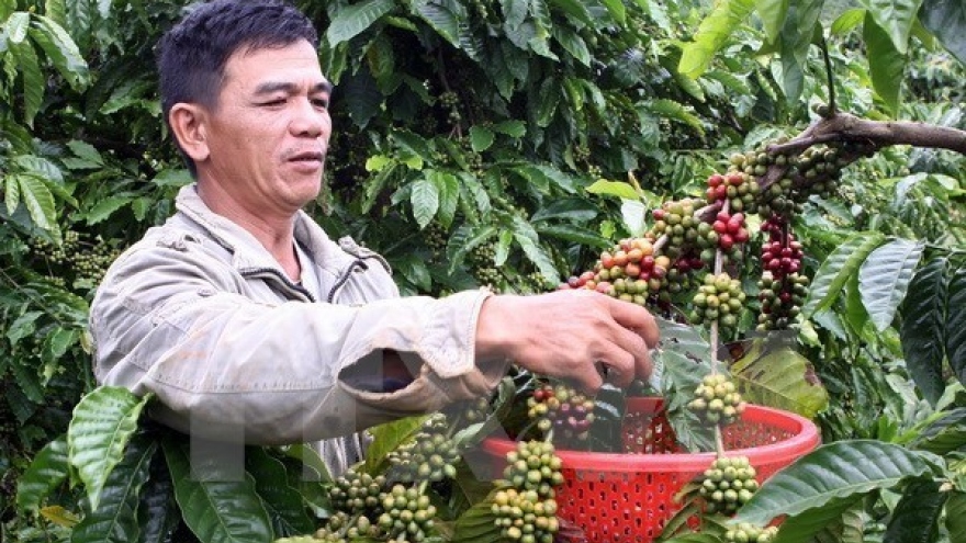 Five coffee nurseries enabled to join VnSAT project in Dak Nong