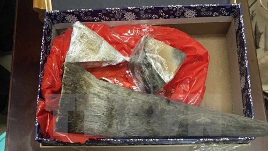 Rhino horn smuggling case busted in HCM City