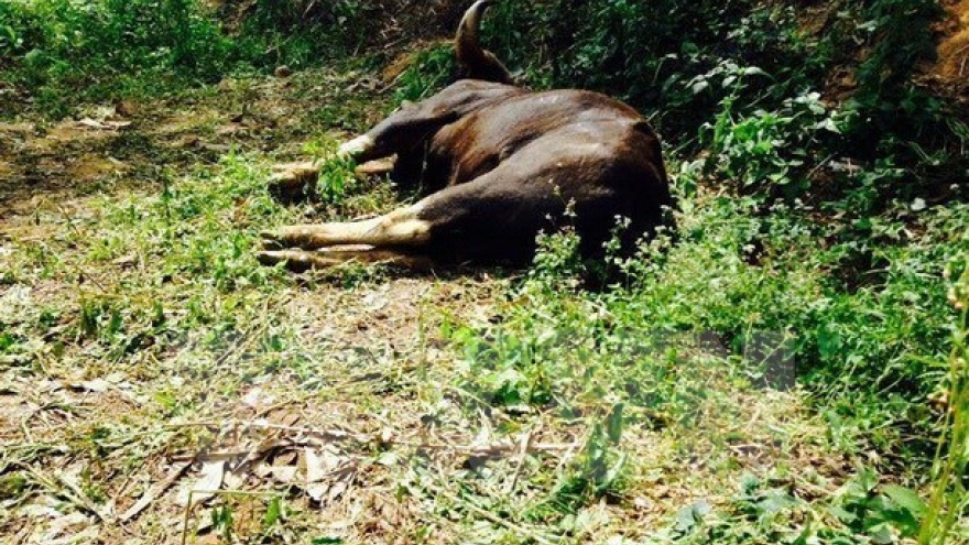 Gaur shooters in Dong Nai sent to jail