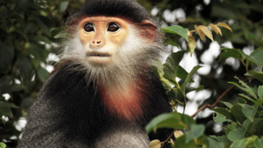 New troops of endangered primates discovered in southern Vietnam