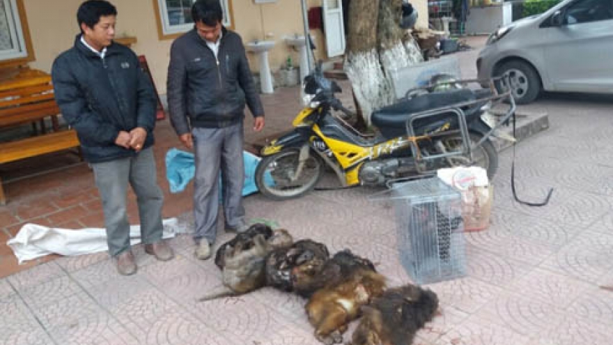 Two arrested with seven red-faced monkeys in central Vietnam