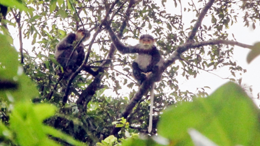 Forest revived to save last members of rare monkey species