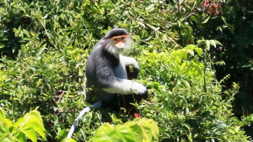 Vietnam reserve trees felled, rare primates lose habitat