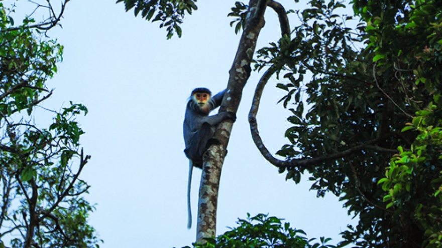 Rare monkeys left to disappear in central Vietnam