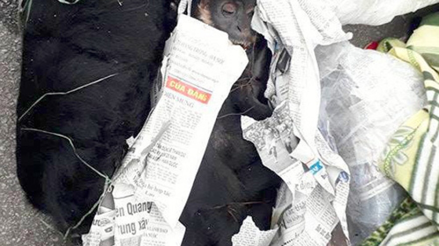 Vietnamese cops discover dozen rare monkeys dead on bus