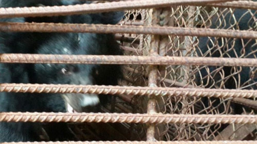 Two endangered moon bears rescued in Central Highlands