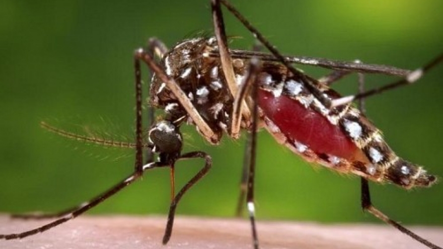 Wolbachia-carrying mosquitoes to be released to curb dengue in Nha Trang