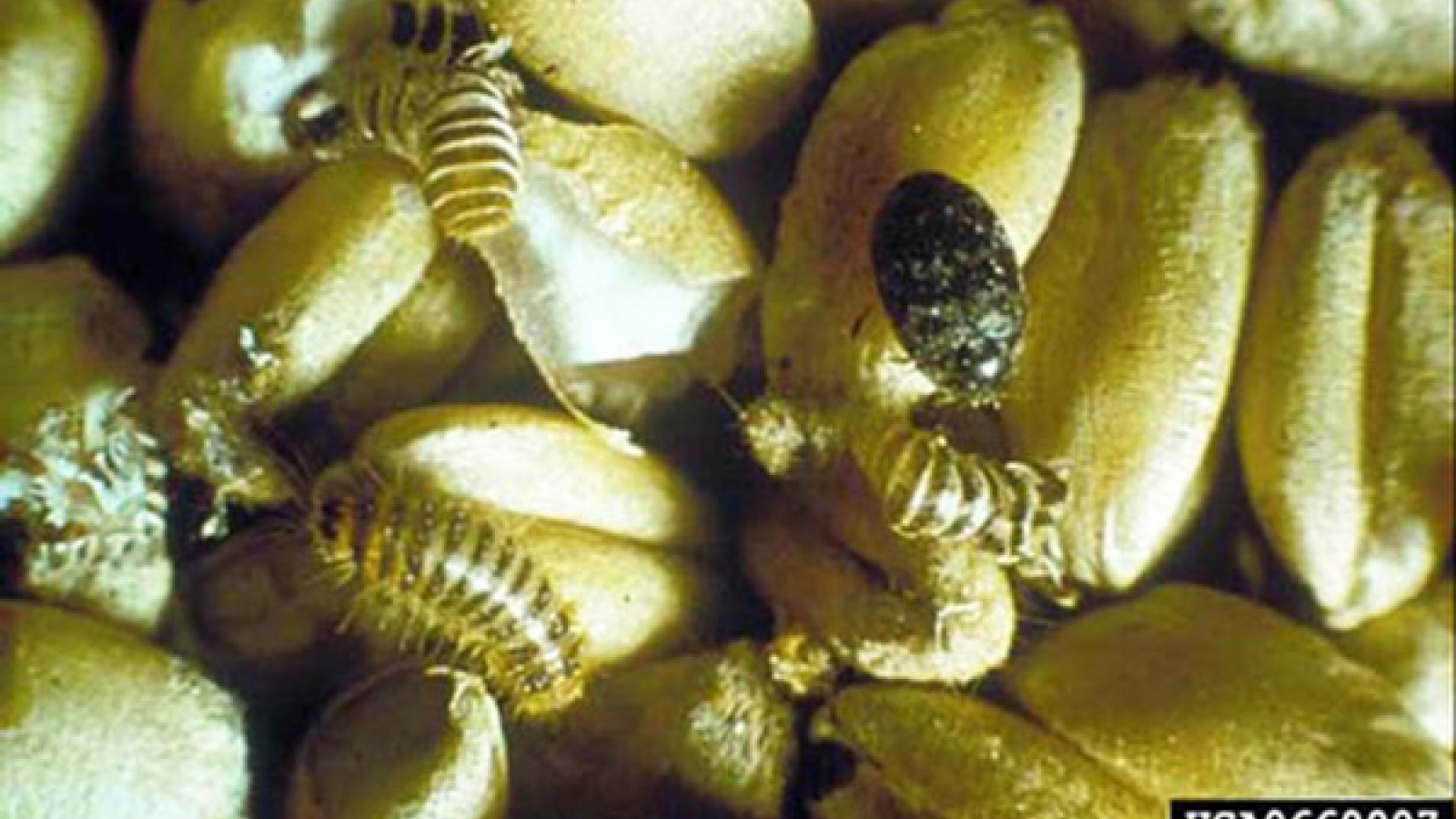 Suspending raw cotton import from Ghana