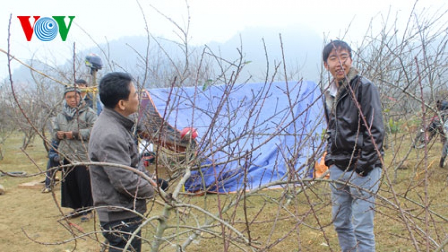 
        Hunting for highland peach trees 
                              