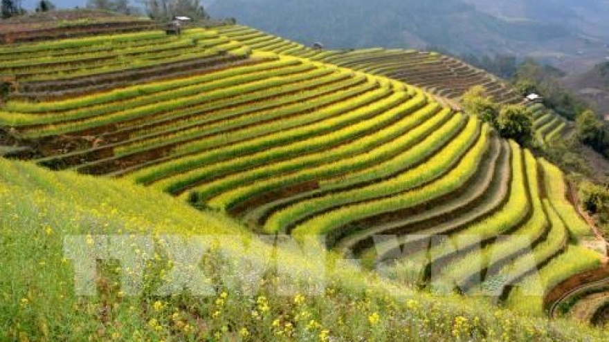 Mu Cang Chai terraced field festival to feature various activities
