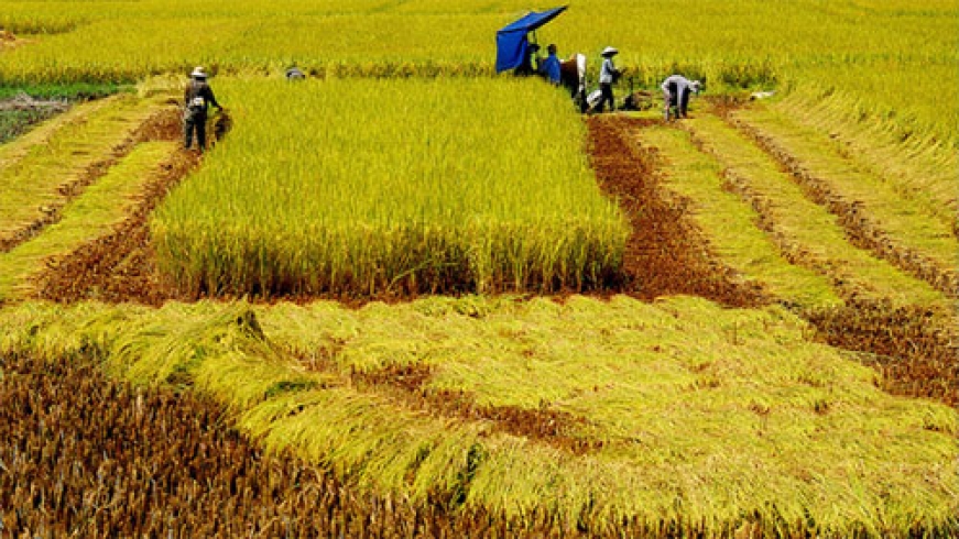 Can Tho city – Japan in high-tech agriculture 