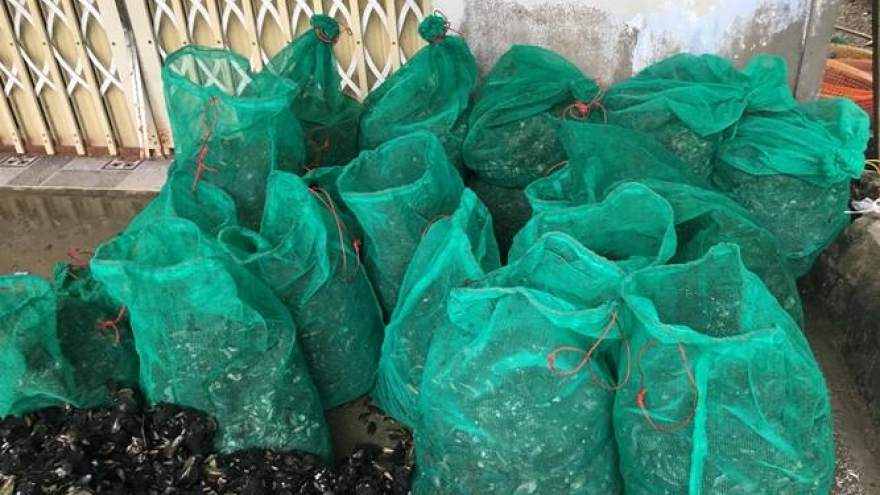 Vietnamese fishermen earn big from mussel farming 