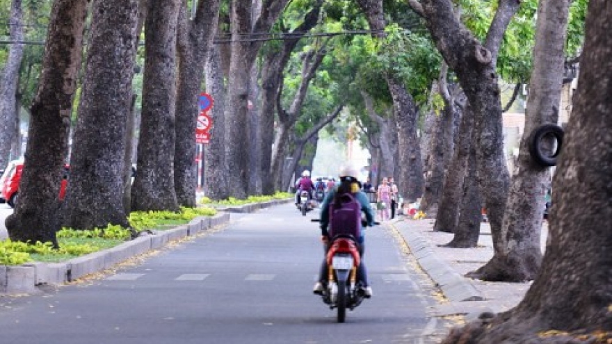 Ho Chi Minh City authorities powerless to protect green trees