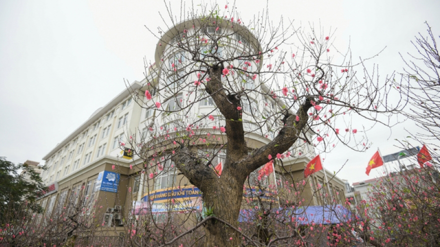 Flower market on Lac Long Quan Street busy ahead of Tet