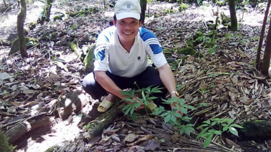 Vietnam promotes Ngoc Linh ginseng as a national brand