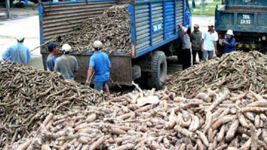 Recovering cassava industry faces development obstacles