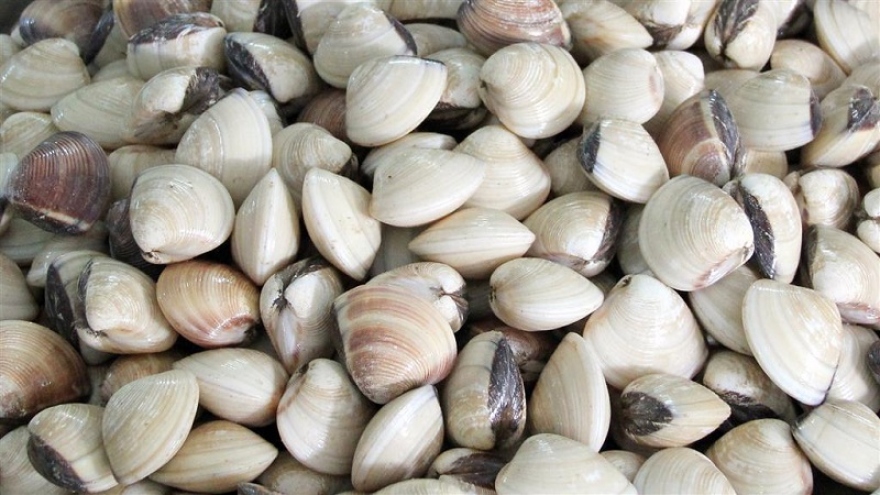 Spain – largest importer of Vietnam processed bivalve molluscs