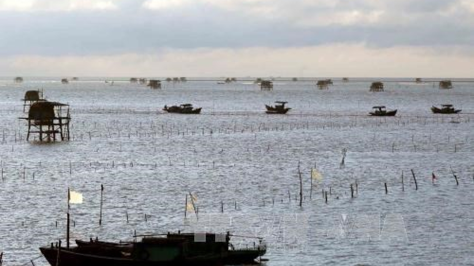 First container of Vietnam’s ngao oysters shipped to Italy