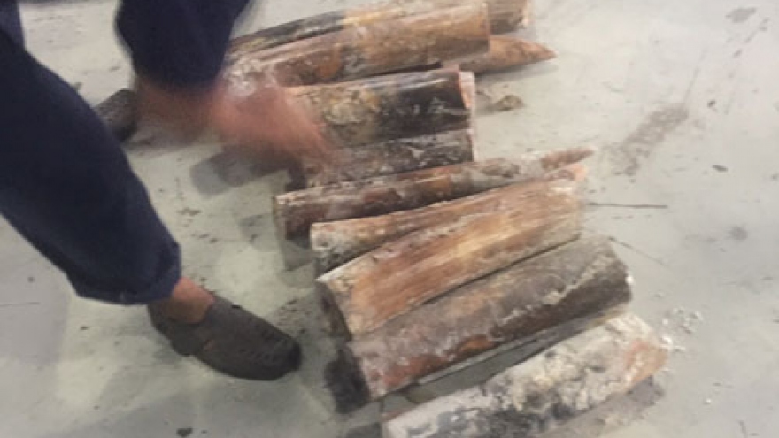 Customs uncover 270kilos of ivory illegally transported to Cat Lai port