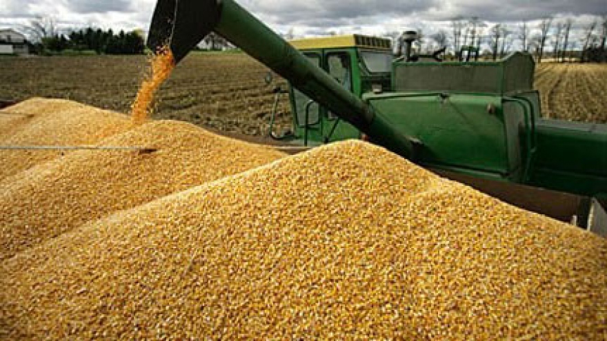 Corn imports up 30%